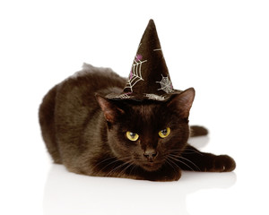 Canvas Print - Black Cat with witch hat for halloween. isolated on white 