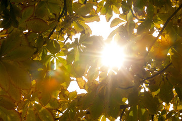 Fototapete - Autumnal leaves and sunlight