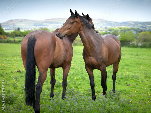 Valokuva Two beautiful twin 6 year old horses cleaning each other