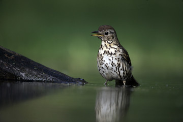 Wall Mural - Song thrush, Turdus philomelos