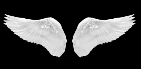 white wing isolated