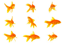 Set Of Gold Fishes
