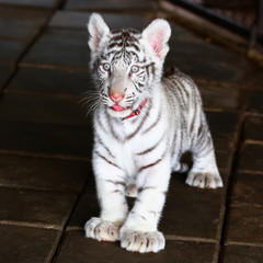 Wall Mural - Baby white tiger looking in zoo
