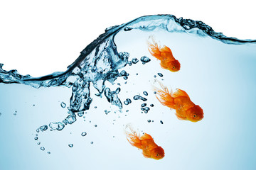 Goldfish into the water