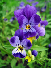 Blue Pansy Flowers Close Up