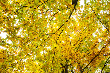 Aufkleber - Detail shot of branches and autumnal leaves