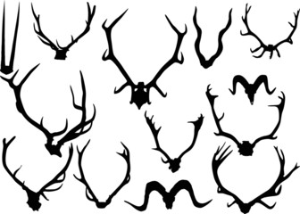 Wall Mural - collection of thirteen antler and horns