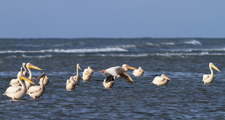 Wall Mural - great pelicans standing in shallow water