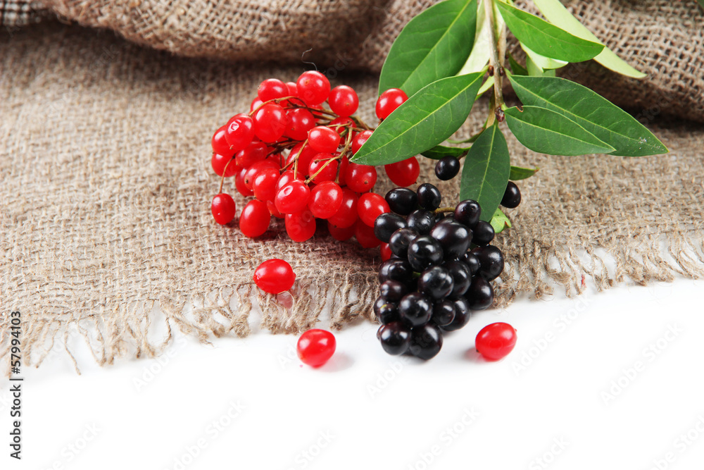 Wild black and red berries with leaves, isolated on white
