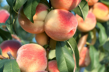 Peaches On The Tree Branches