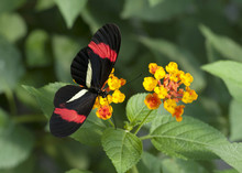 Papillon Hericonius Erato
