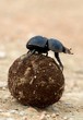 Flighless Dung Beetle Rolling Dung Ball