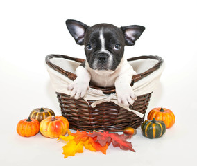 Sticker - Fall French Bulldog