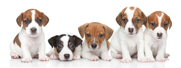 Canvas Print - Jack Russel terrier puppies. Group portrait