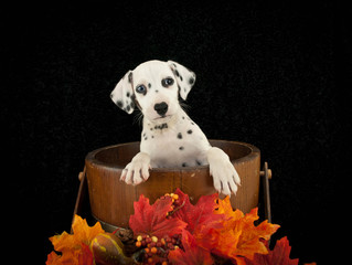 Wall Mural - Cute Dalmatian Puppy