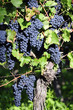 © silberkorn73 - Pinot Noir Grapes in Rheinhessen, Germany