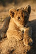 Portrait of a lion cub
