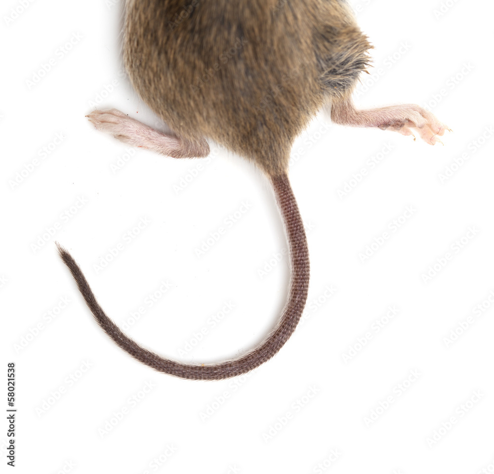 tail of the mouse. macro Stock Photo | Adobe Stock