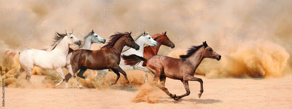 Horses herd running in the sand storm - obrazy, fototapety, plakaty 