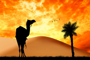 Wall Mural - Camel in the desert