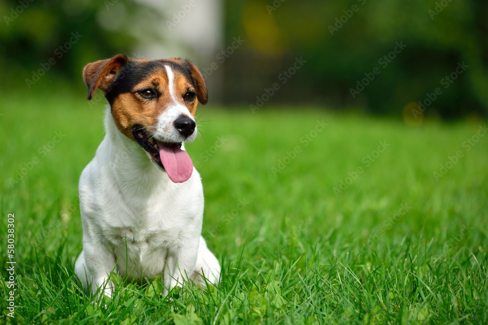 Jack russell terrier in green garden - obrazy, fototapety, plakaty 