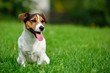 Jack russell terrier in green garden