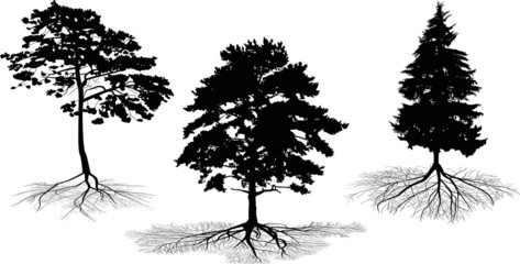 Poster - three tree silhouettes with roots