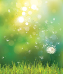 Wall Mural - vector of spring background with white dandelion.