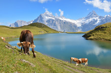 Cows In Alpine Meadow. Jungfrau Region, Switzerland