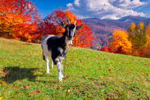 Young Goat On Pasture In The Mountains In Autumn