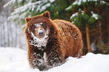 Wall Mural - wild brown bear in winter forest