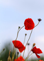 Wall Mural - Red poppies