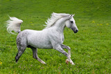 Fototapeta Konie - Gray Arab horse