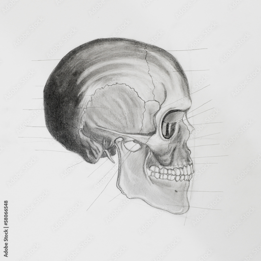 side view of human skull. medical illustration