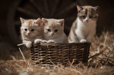 Fototapeta Koty - Kittens in a basket