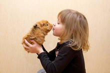 Child Kissing Guinea Pig. Love For Animals