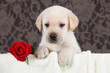 Labrador puppy with red rose in blanket
