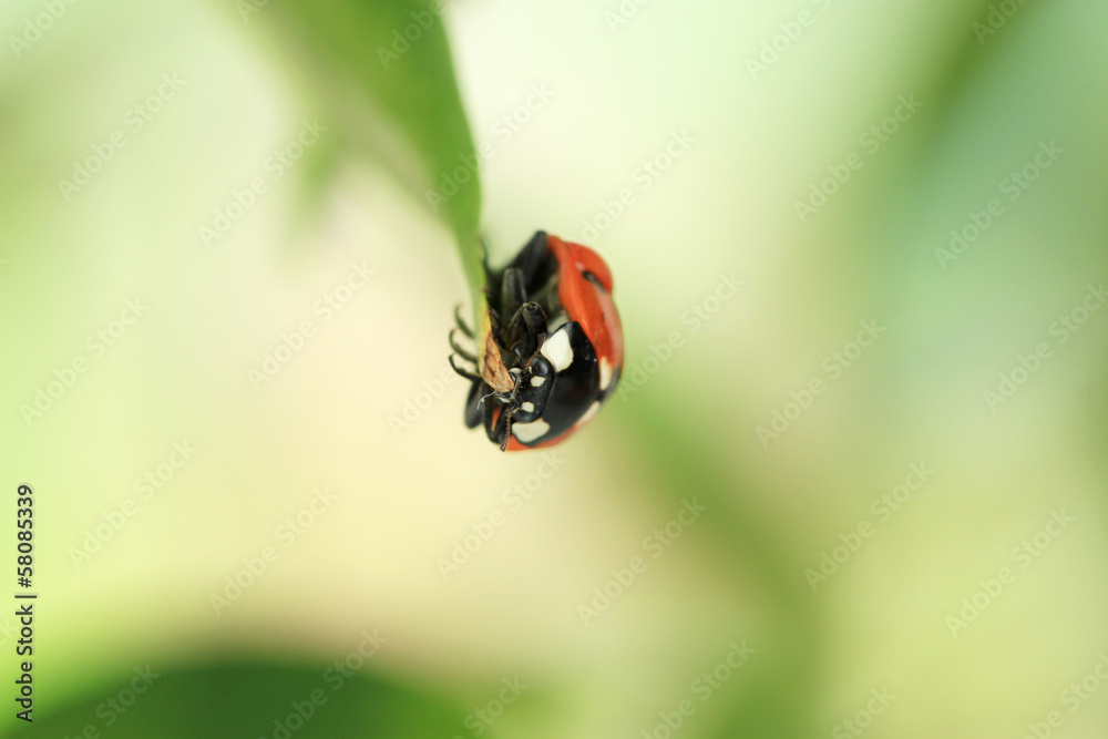 Beautiful ladybird on green plant