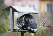 Cat Hunting A Bird
