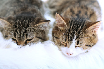 Two cats on plaid close-up