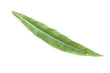 Fireweed Leaf