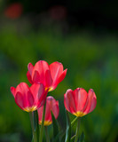 Fototapeta Tulipany - flowers blooming red tulips on a green background, sunny day