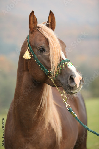 Naklejka na szybę Gorgeous arabian stallion with long mane