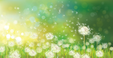vector of spring background with white dandelions.