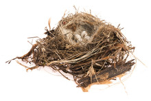 Detail Of Bird Eggs In Nest