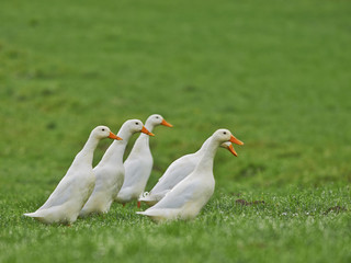 Wall Mural - white geese walk on the field