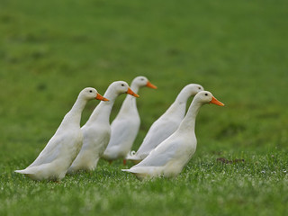 Wall Mural - white geese walk on the field