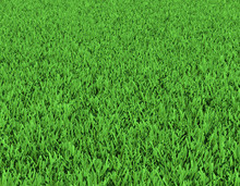 Field Of Green Grass