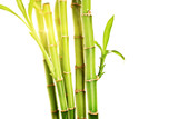 Fototapeta Sypialnia - Studio shot of green stalks of bamboo with leaves