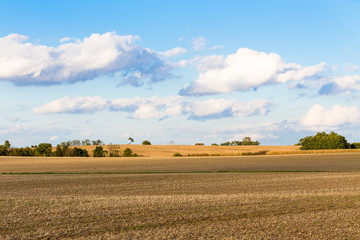 Monoculture Corn Fields of Indiana